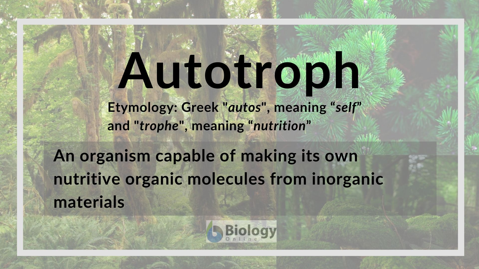 Autotroph Definition And Examples Biology Online Dictionary