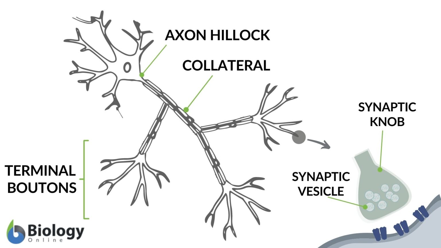 Axon Hillock Definition And Examples - Biology Online Dictionary