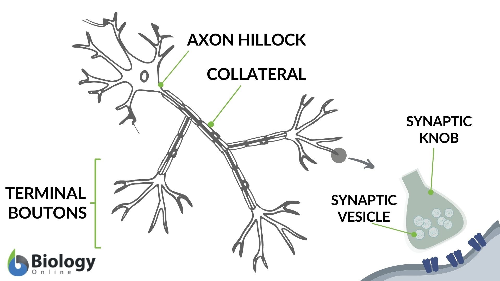 Axon hillock - definition