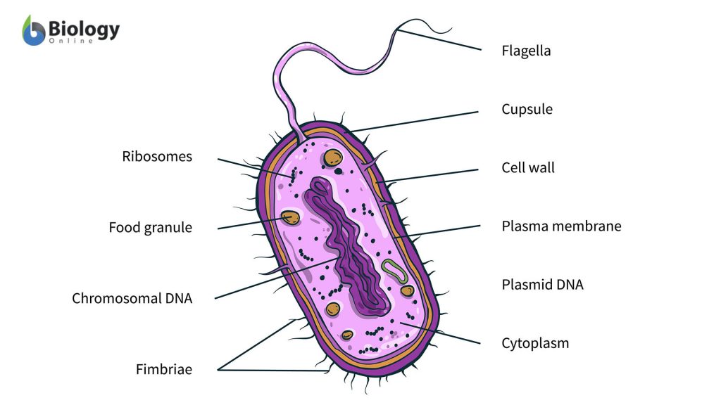 bacteria-definition-and-examples-biology-online-dictionary