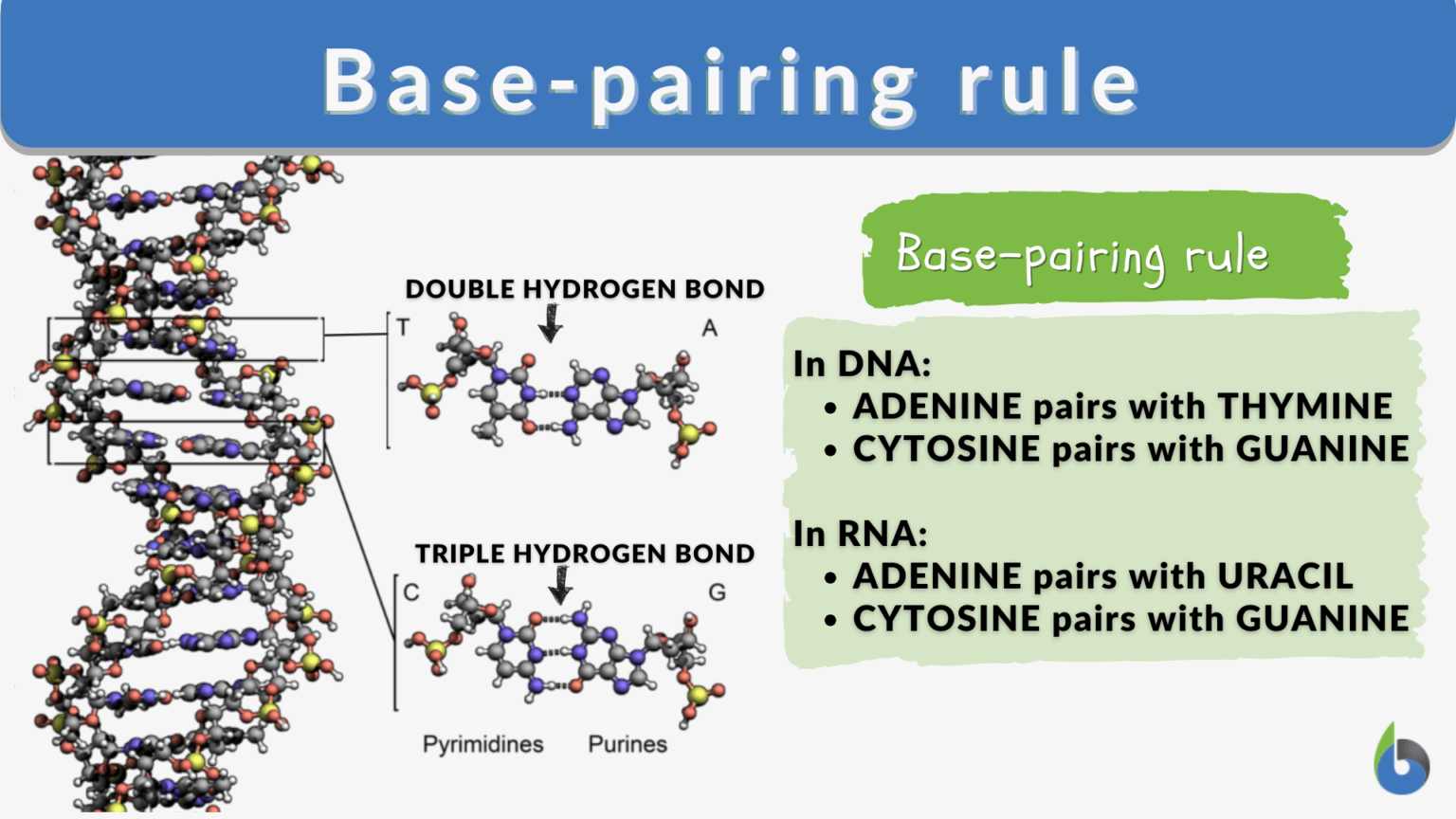 Base Pairing Rule Definition And Examples Biology Online Dictionary 5358