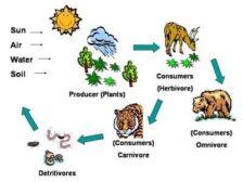 Herbivore - Definition and Examples - Biology Online Dictionary