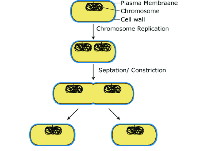 Eubacteria Definition And Examples Biology Online Dictionary