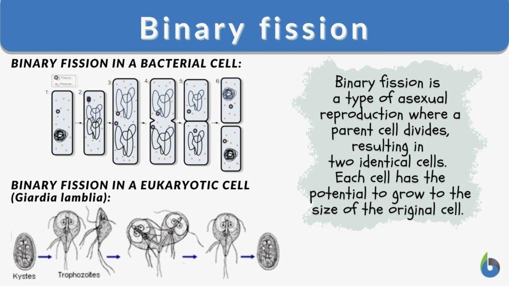 example of binary fission