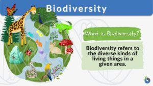 Biodiversity - Definition and Examples - Biology Online Dictionary