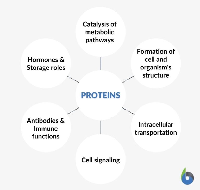 Metabolism - Definition and Examples - Biology Online Dictionary