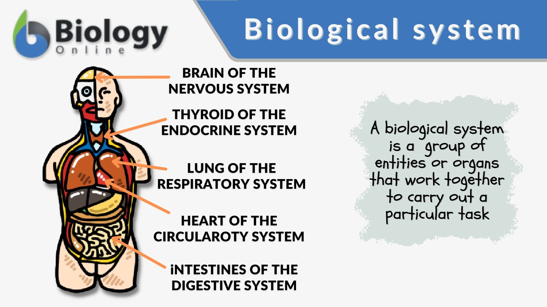 Biological System Definition And Examples Biology Online Dictionary