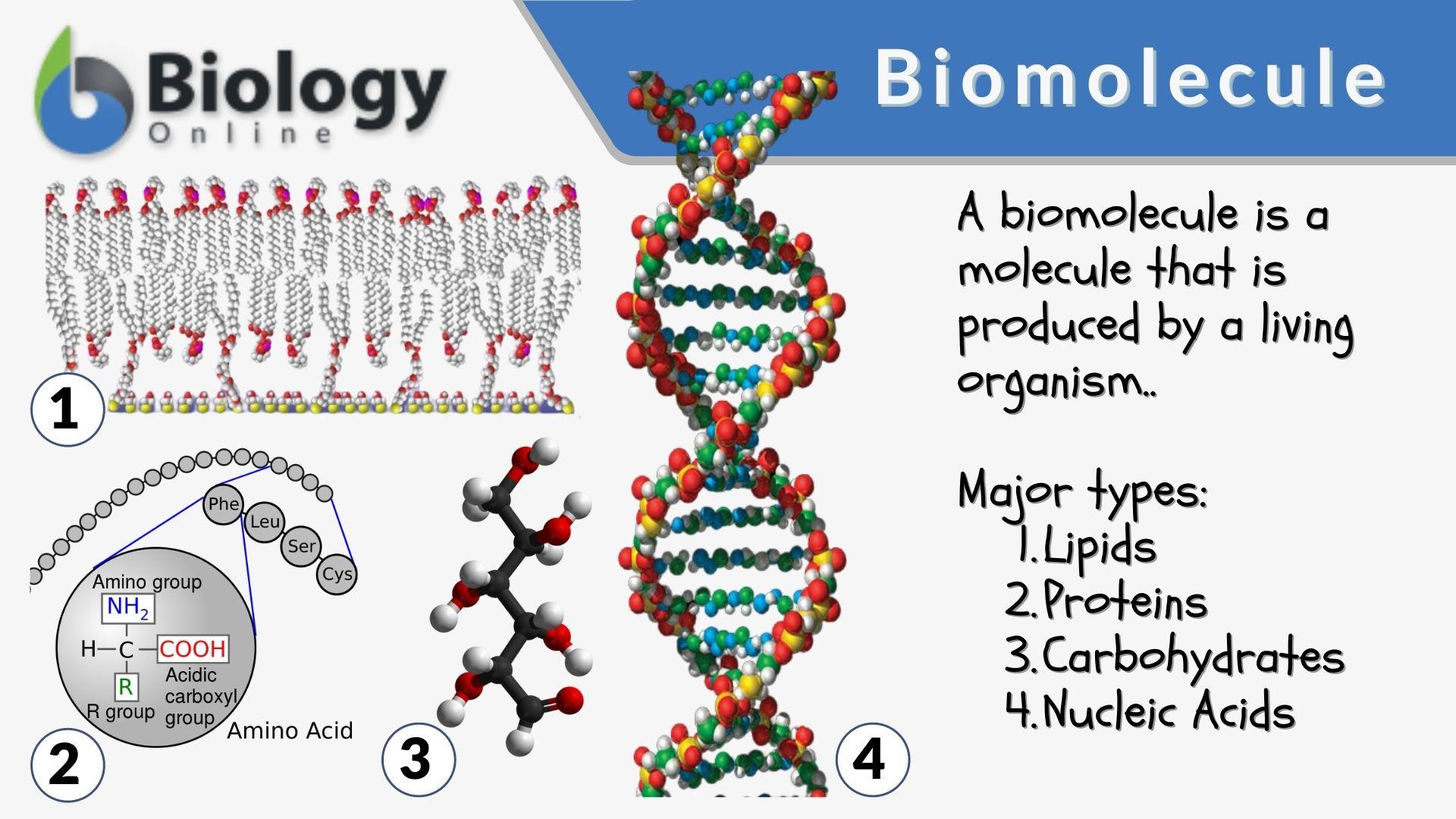 Biomolecule Definition and Examples Biology Online Dictionary