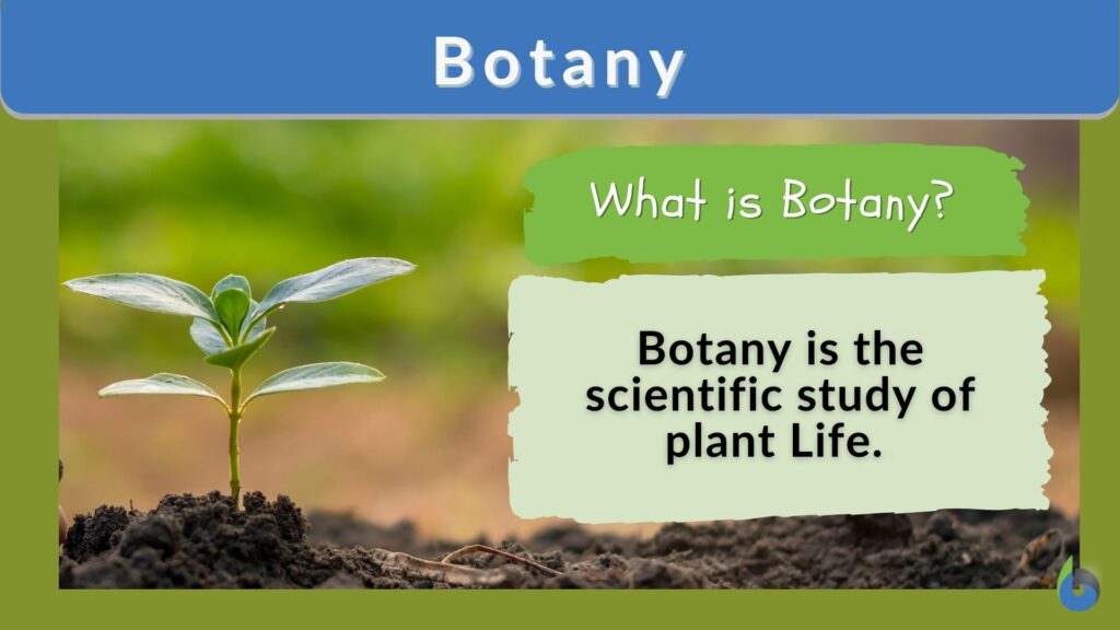 botany-definition-and-examples-biology-online-dictionary