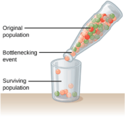 Genetic diversity Definition and Examples - Biology Online Dictionary