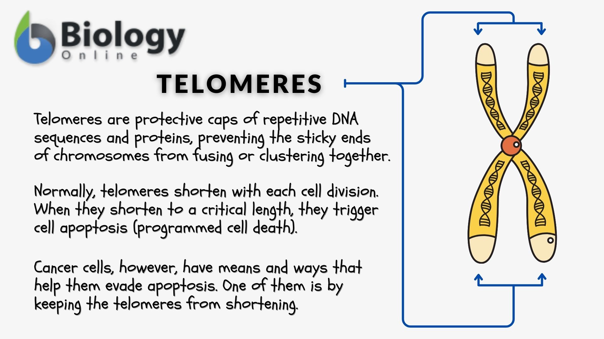 cancer immortality and telomere