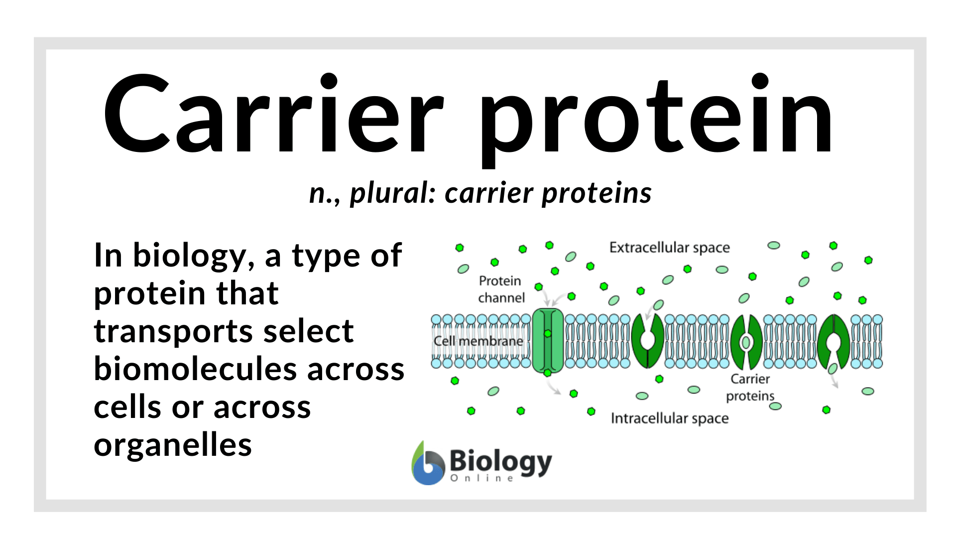 Carrier Protein Definition And Examples Biology Online Dictionary