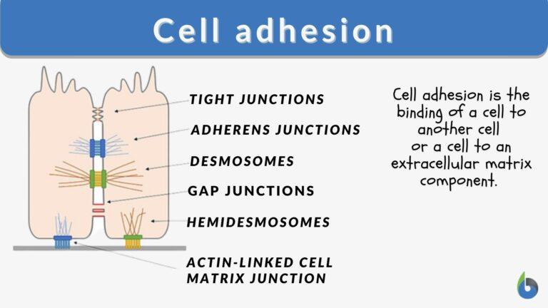 cell-adhesion-definition-and-examples-biology-online-dictionary