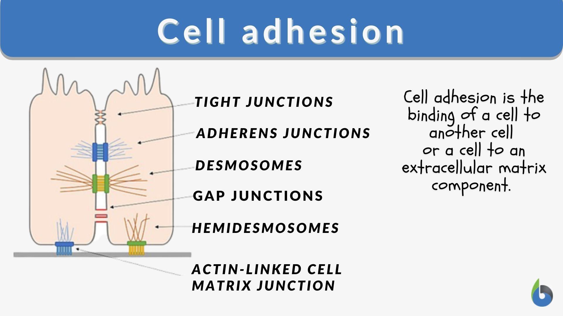 Cell Adhesion  