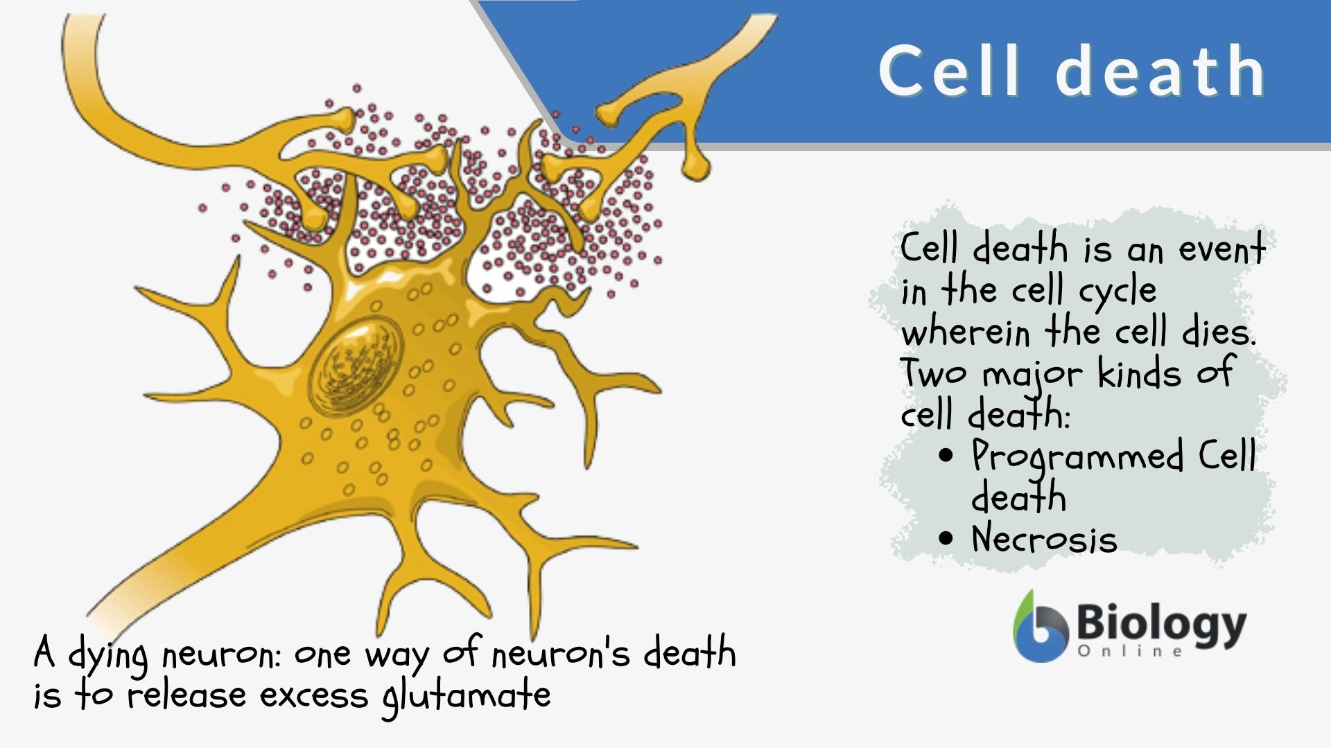 Cell Death Definition And Examples Biology Online Dictionary