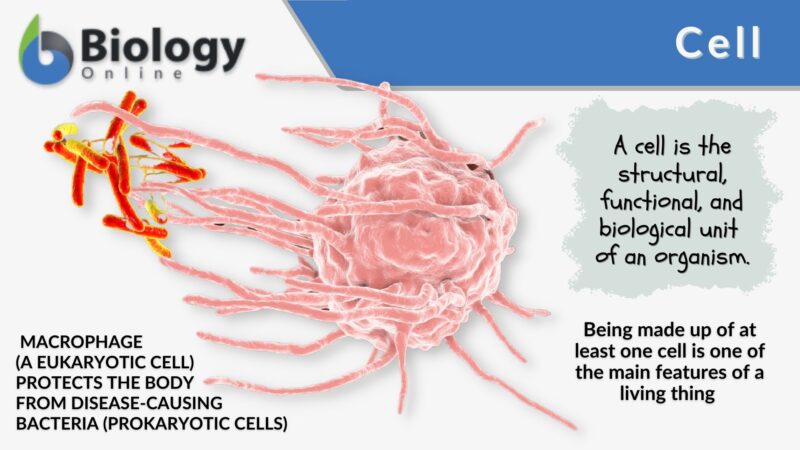 cell-definition-and-examples-biology-online-dictionary