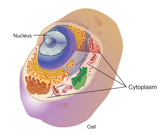 animal cell membrane