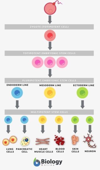 Pluripotent - Definition and Examples - Biology Online Dictionary