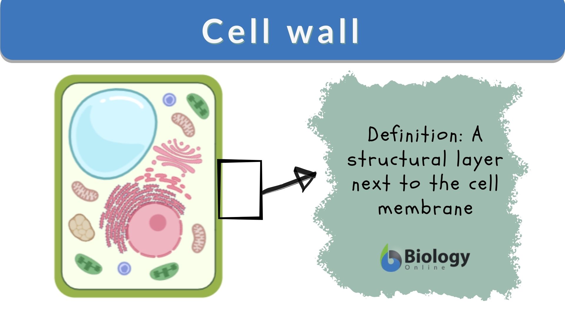 cell membrane in a plant cell