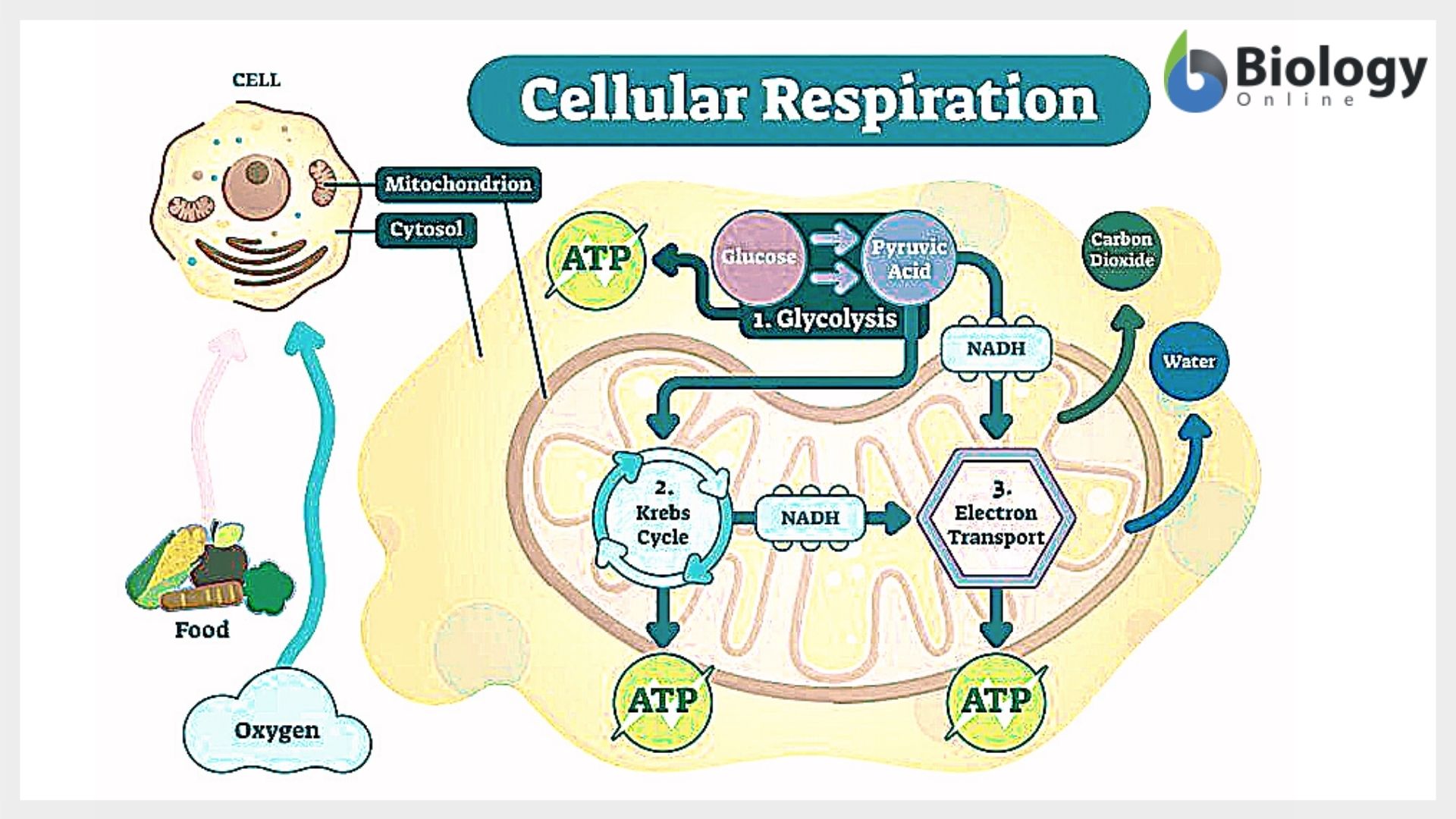 cell respiration steps