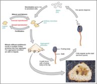 Protist - Definition and Examples - Biology Online Dictionary