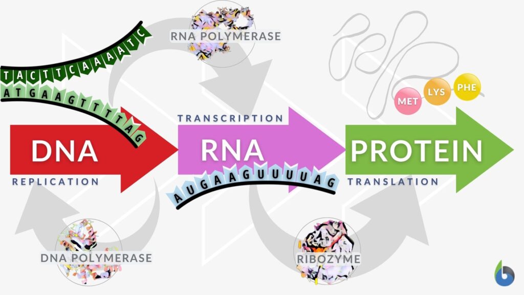 Enzyme - Definition and Examples - Biology Online Dictionary