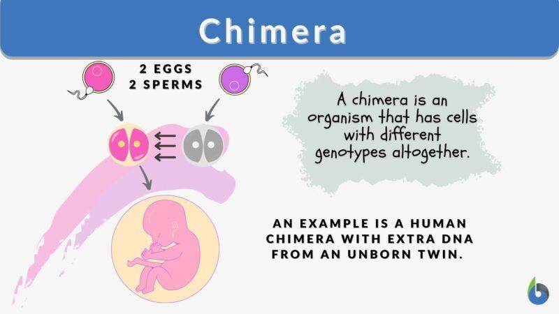 Chimera Definition and Examples - Biology Online Dictionary