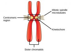 Chromatids - Definition and Examples - Biology Online Dictionary