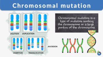 Chromosomal Mutation  
