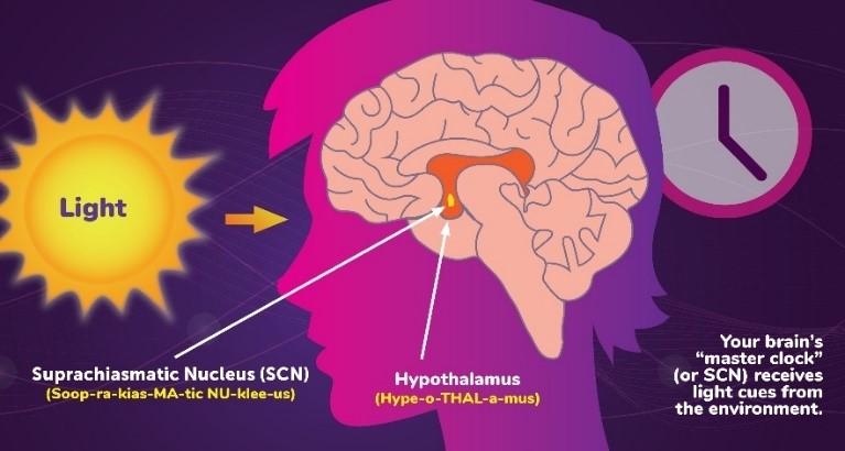 ciclo circadiano humano