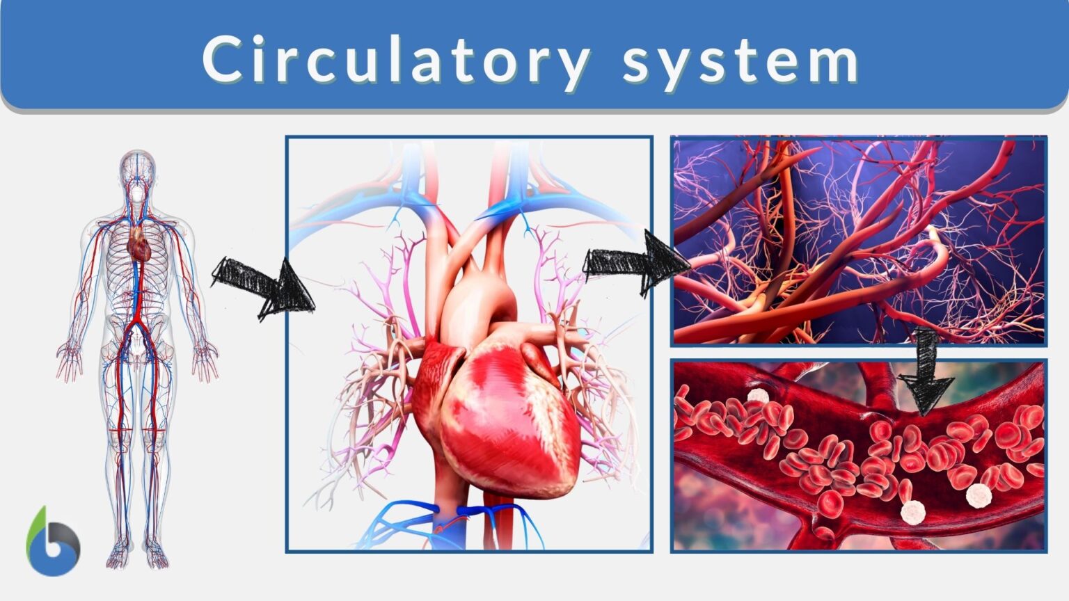 Circulatory system Definition and Examples - Biology Online Dictionary