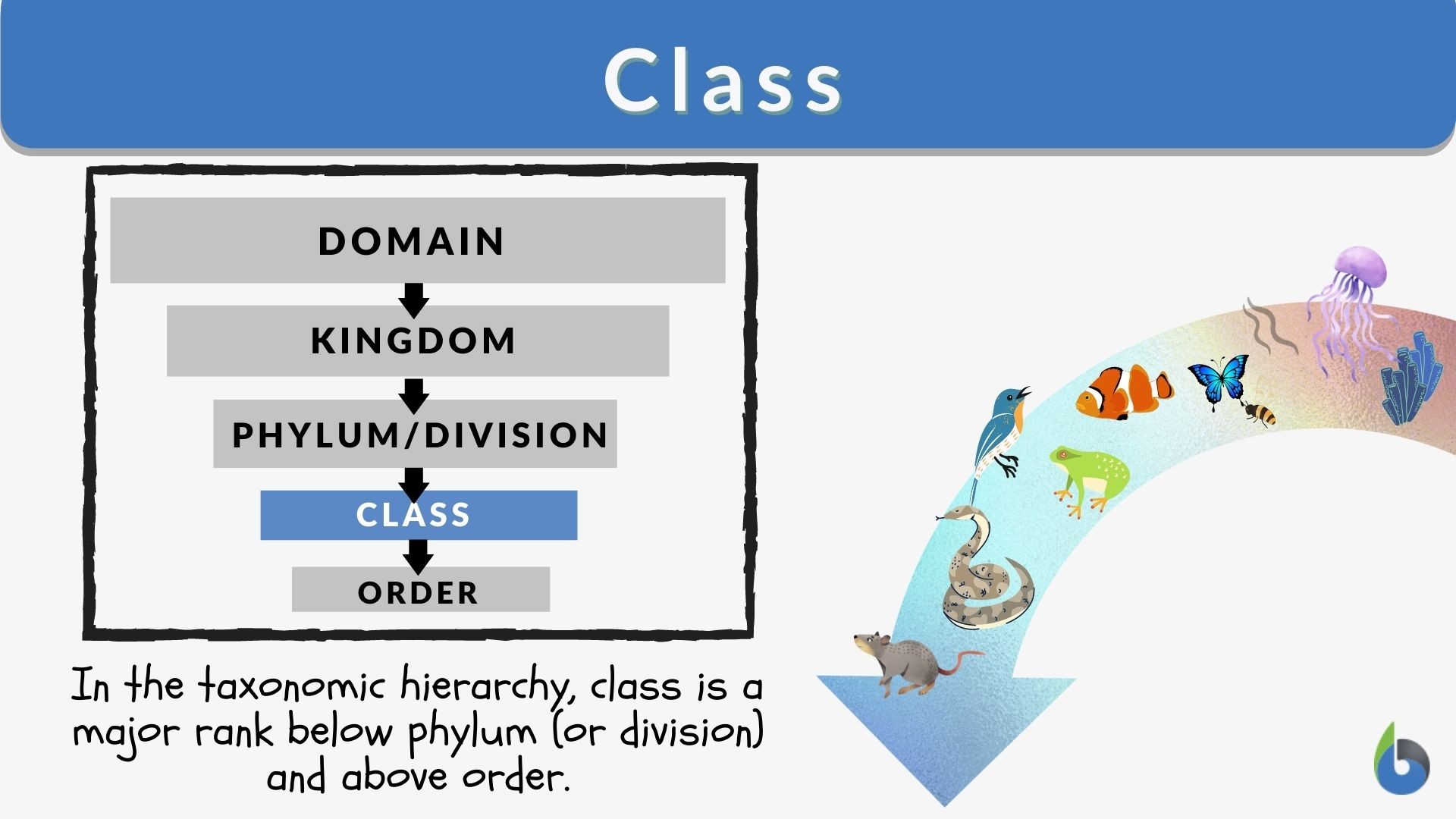 Class System: Definition, Types, Examples (2024)