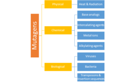 Mutagen - Definition and Examples - Biology Online Dictionary