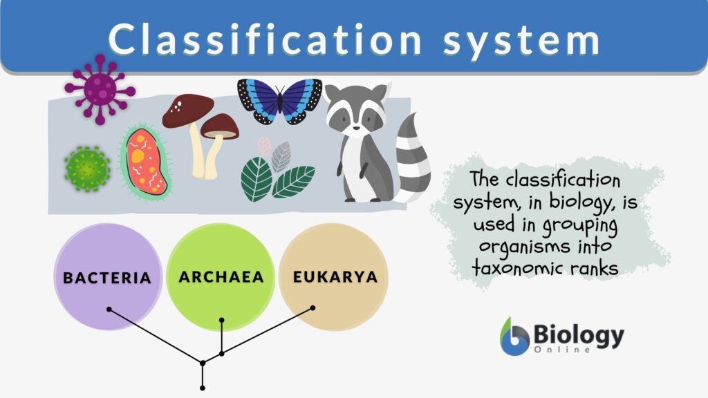 Classification system Definition and Examples Biology Online Dictionary