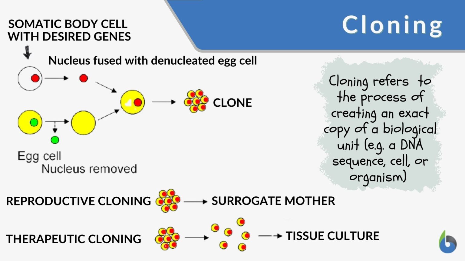 Cloning - Definition And Examples - Biology Online Dictionary