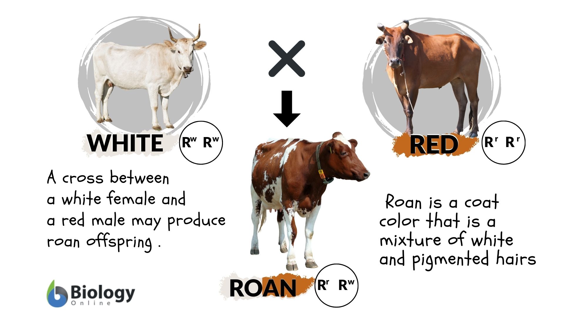 Dominant Definition And Examples Biology Online Dictionary