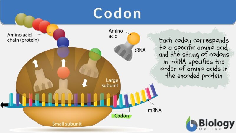 Codon - Definition and Examples - Biology Online Dictionary