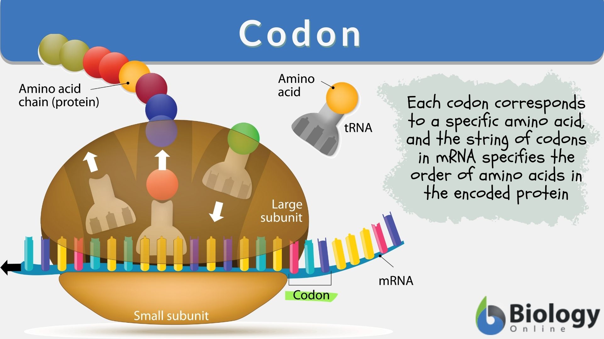 Codon Definition and Examples Biology Online Dictionary
