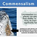 Commensalism Definition and Examples - Biology Online Dictionary