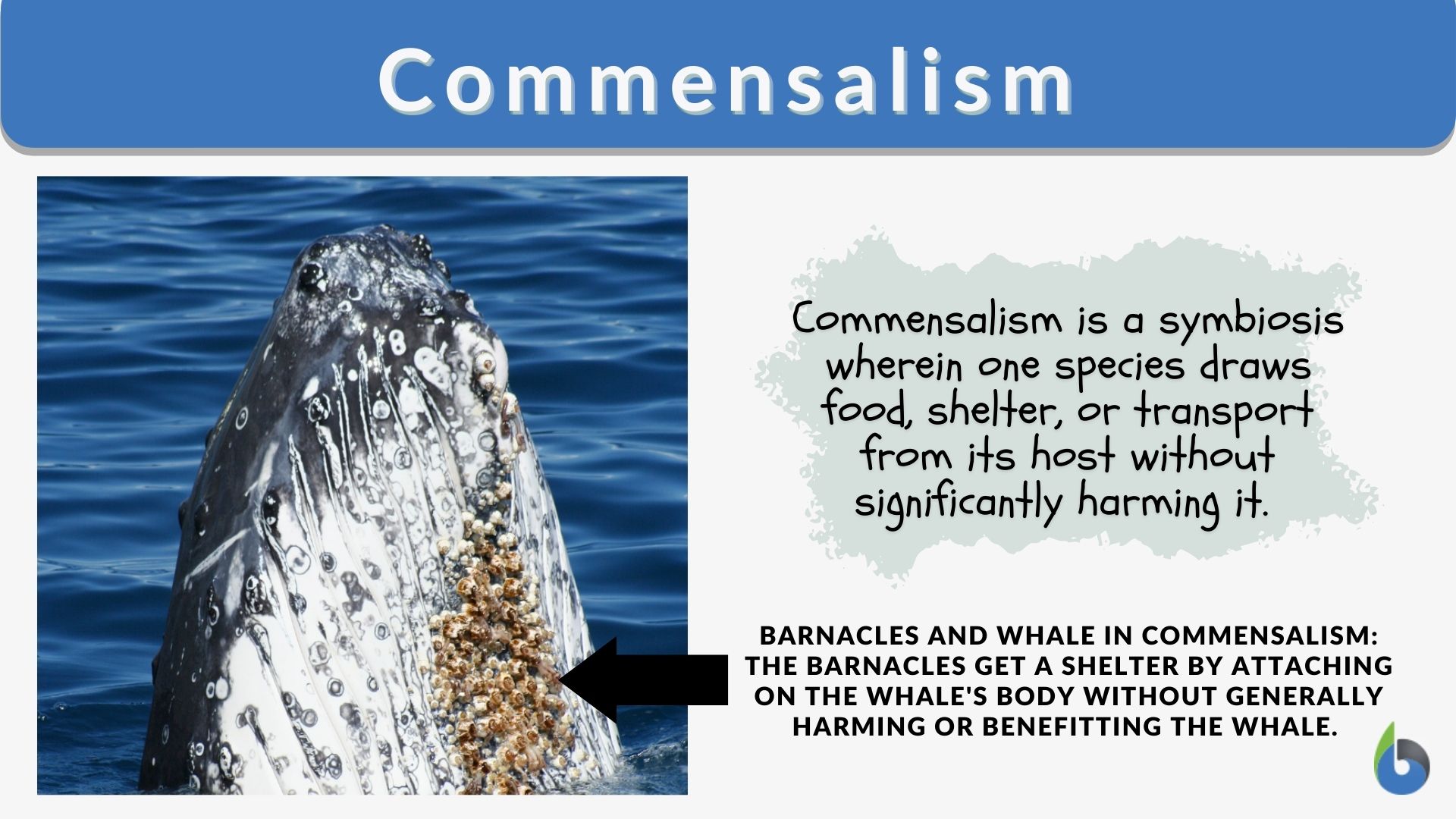Commensalism Definition And Example 