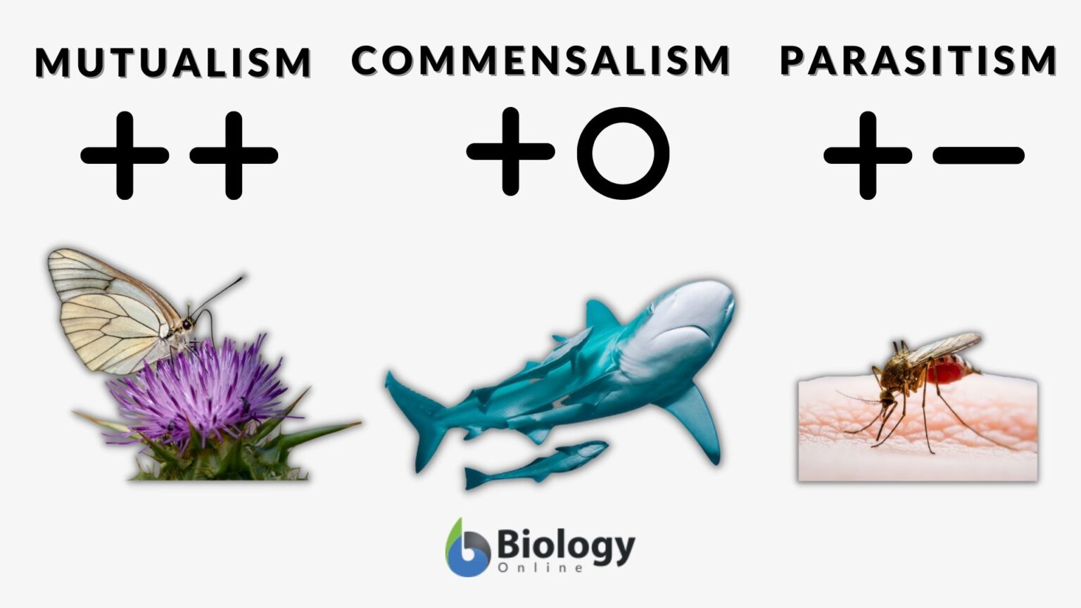 Commensalism Definition and Examples Biology Online Dictionary