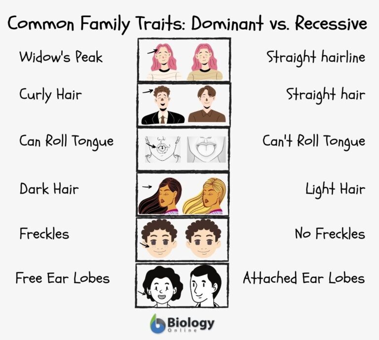 Family Traits Definition And Examples Biology Online Dictionary
