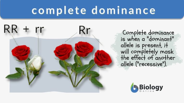 Complete dominance - Definition and Examples - Biology Online Dictionary