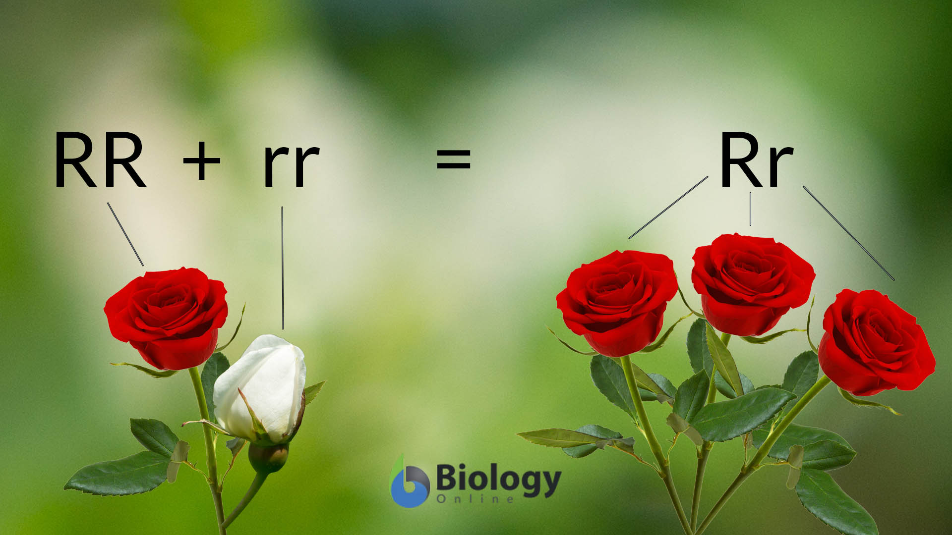 Complete Dominance Definition And Examples Biology Online Dictionary