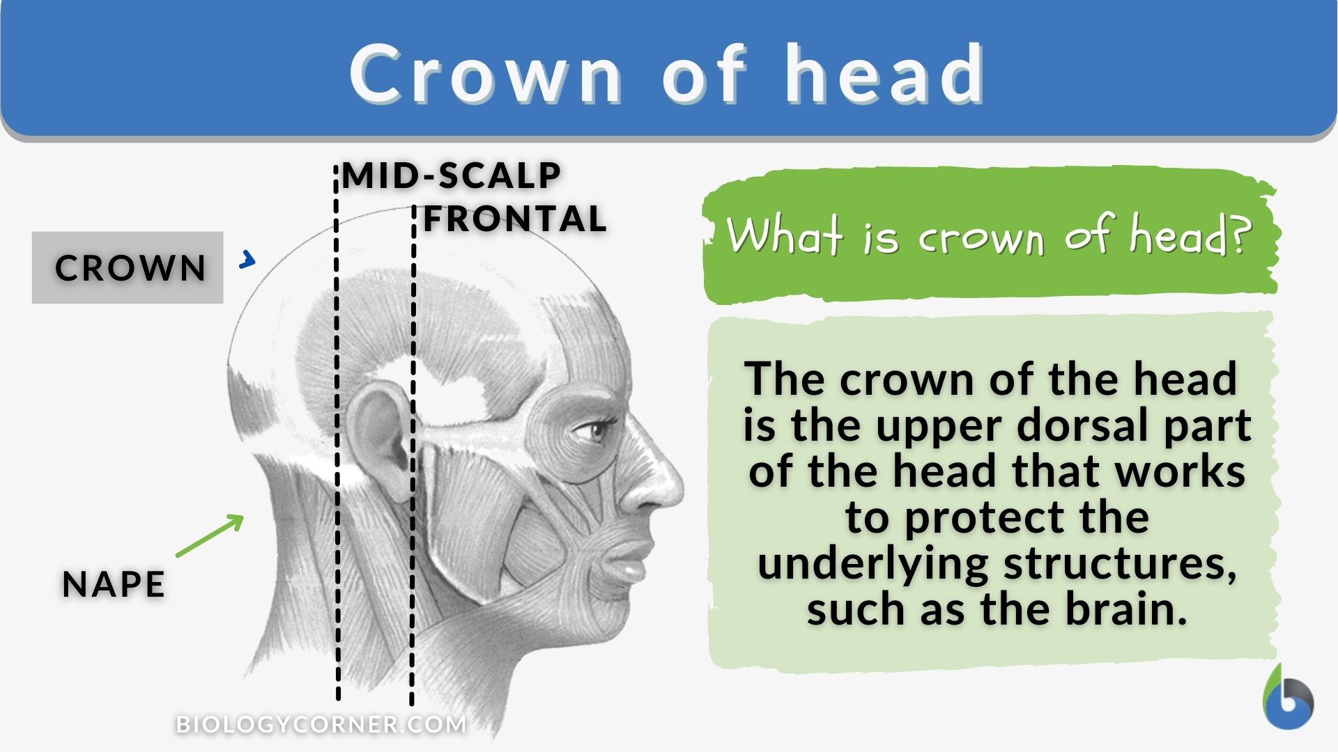 Crown of head - Definition Dictionary Online and Examples - Biology