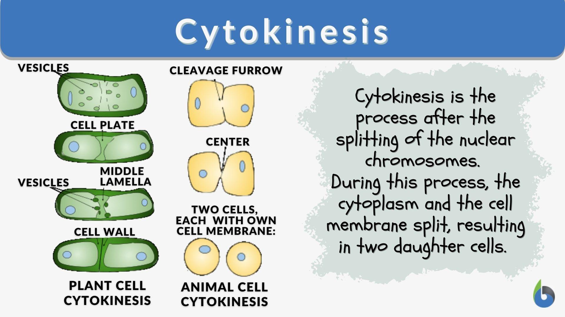 chromosomes in plant cells location