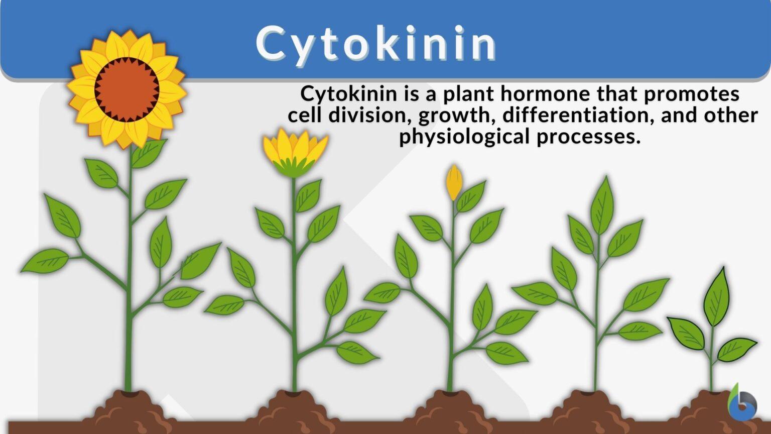 Cytokinin Definition and Examples Biology Online Dictionary