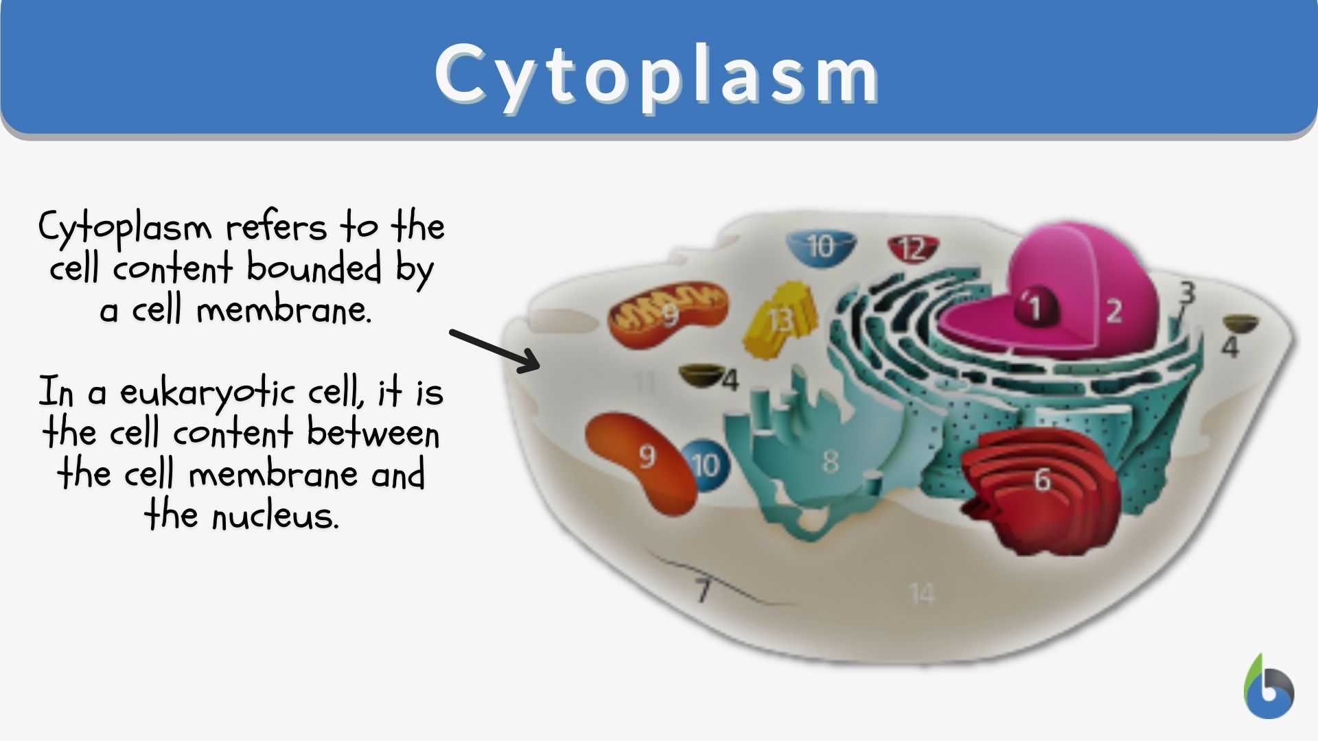 Cytoplasm Definition and Examples Biology Online Dictionary