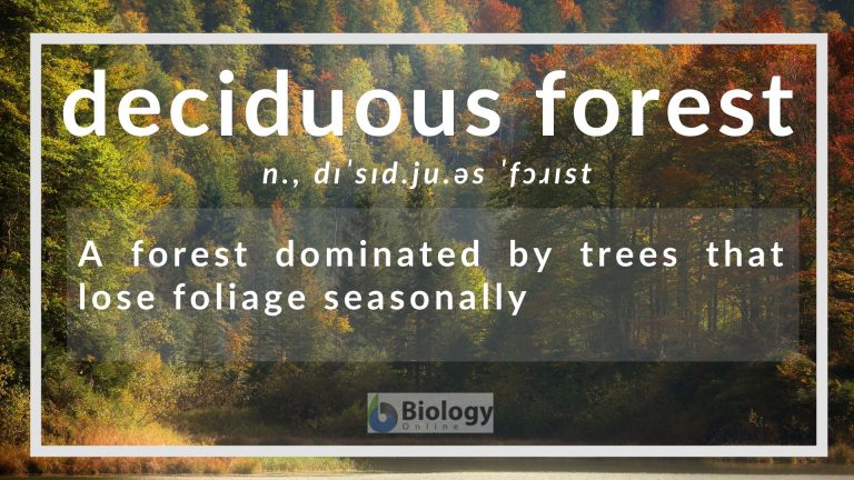 Deciduous forest Definition and Examples - Biology Online Dictionary