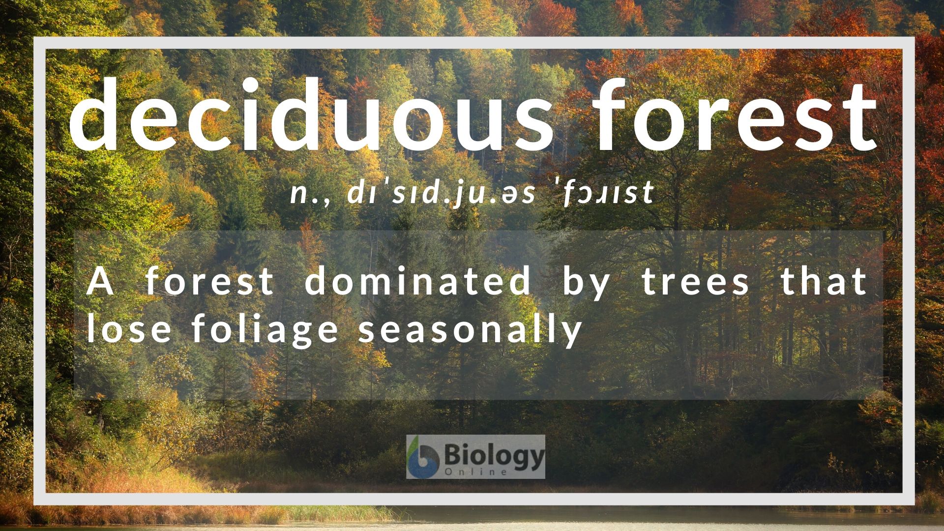 Deciduous Forest Definition And Examples Biology Online Dictionary